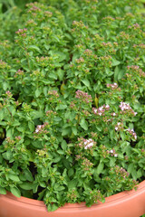Thyme creeping (thyme ordinary, Bogorodsk, bogoroditsky grass) (Thymus serpyllum L.). Background from flowering plants