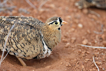 Female Sand Grouse in Red Volcanic Soil in East Africa