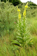 Mullein high (Verbascum densiflorum Bertol.). General view of a flowering plant