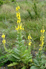 Sceptra mullein (Verbascum densiflorum Bertol.). Flowering plants - 366142964