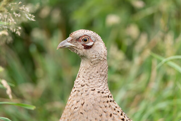 Portrait of a female common pheasant, Phasianus colchicus of pheasant family Phasianidae