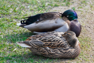 Two ducks or drakes seen next to concrete Bank near the water. Male and female.