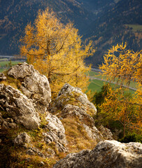 beautiful day in the austrian mountains with colorful trees and view down the valley