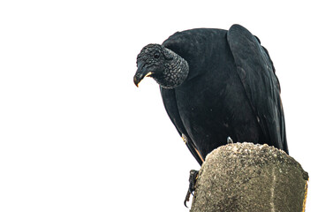 Urubu Rei no poste observando só na espreita.