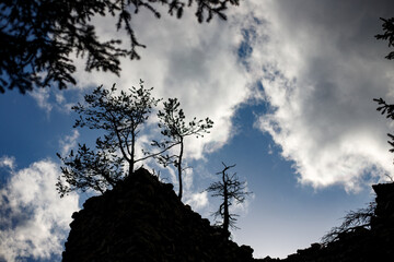 silhouette of a tree in the blue sky with clouds