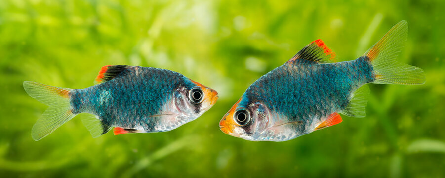 Puntius tetrazona -  an aquarium fish