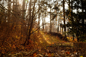 beautiful yelloworange brown colors at autumn in the forest