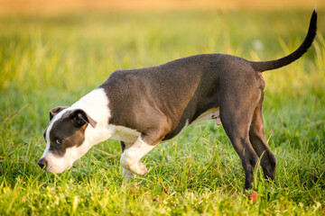 puppy staffordshire terrier walks in the park in autumn
