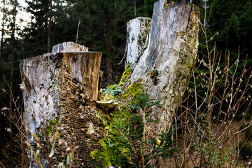 green moss and mushrooms on the dead stump of an old  huge tree