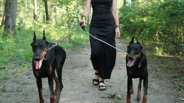 Close up of two doberman two dogs on a leash walking in front of the owner to protect her during the walking in the park. She and the dogs cross the road.