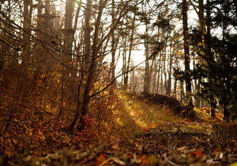 beautiful yellow orange brown colors at autumn in the forest