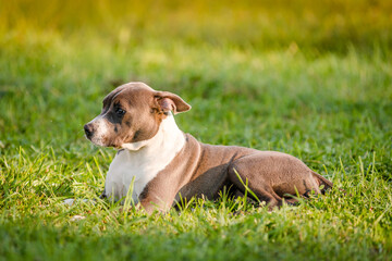 puppy staffordshire terrier walks in the park in autumn