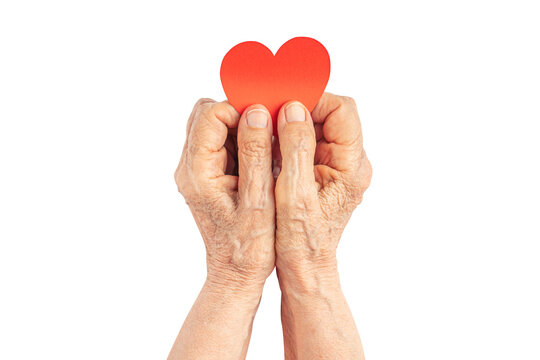 High quality image of the old wrinkled hands with a red paper heart isolated on white.  Life concept.