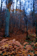 beautiful yellow orange brown colors at autumn in the forest