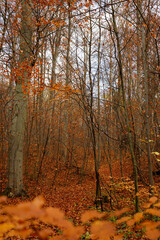 beautiful yellow orange brown colors at autumn in the forest