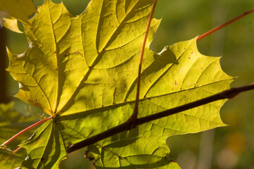 Ahornblatt in Herbstsonne
