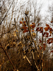 brown branch and beautiful yellow orange brown colors at autumn in the forest