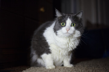 Obraz premium Bicolor cat