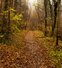 path in beautiful yellow orange brown colors at autumn in the forest