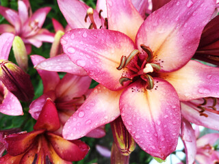 Fototapeta na wymiar Lily. Close-up of a pink lily flower in raindrops.