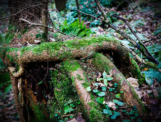 green moss on the roots of a huge tree above ground