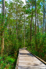Obraz premium Wooden path through forest woods of Okefenokee Swamp Park in Georgia.