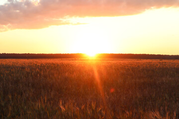 Barley field in the rays of the setting sun, landscape