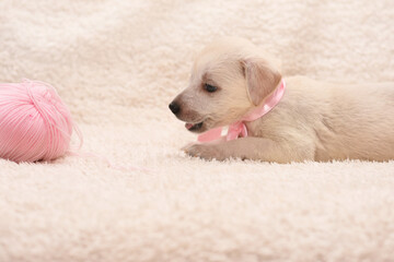 cute little puppy playing with a tangle of pink threads. puppy on the bed