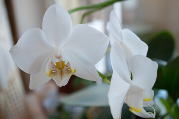 white orchid flower