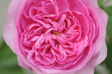 Rosenblüte in Rosa
