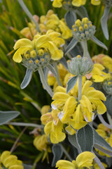 Obraz premium エルサレムセージ（Phlomis）