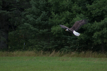 eagle in flight