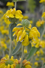 Obraz premium エルサレムセージ（Phlomis）