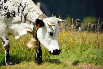Vache vosgienne, Col du Hohneck