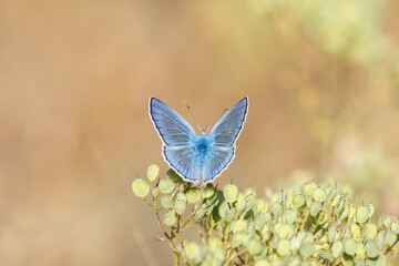 Lycaenidae / Çokgözlü Dafnis / / Polyommatus daphnis
