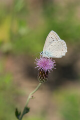 Lycaenidae / Çokgözlü Dafnis / / Polyommatus daphnis