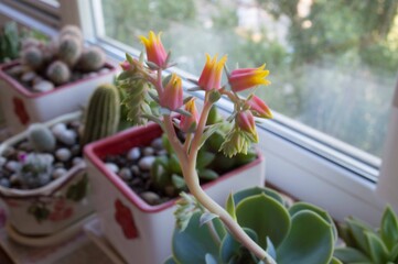 
succulent blooming on the window