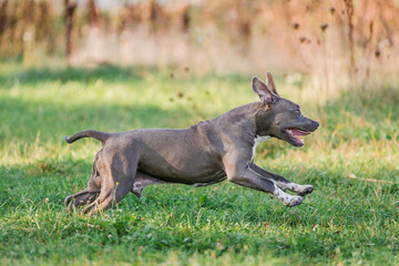 puppy staffordshire terrier walks in the park in autumn