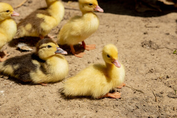 Mother duck with her ducklings. There are many ducklings following the mother.