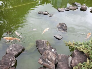 Koi pond in Taiwan