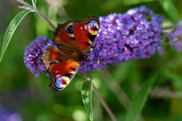 Motyl na fioletowym kwiatku