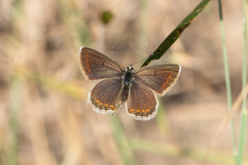 butterfly on the grass