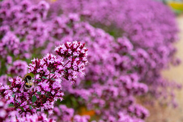 Fototapeta premium close up of lavender flowers