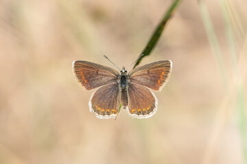 butterfly on a flower