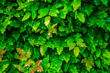 Green leaves