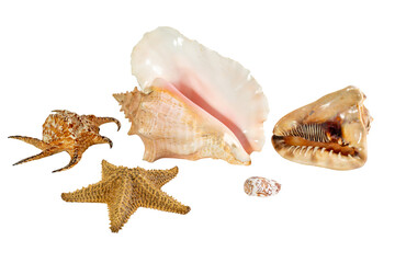 Collection of Sea shell isolated on background. Beautiful seashell