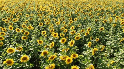 Fototapeta premium Feld der Träume