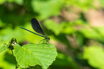 dragonfly on a leaf