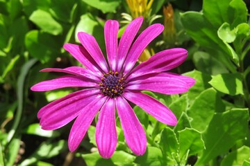 Obraz premium Beautiful purple osteospermum flower in Florida zoological garden, closeup