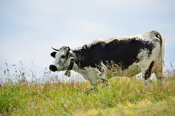 Vache vosgienne, Col du Hohneck